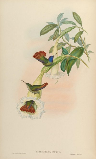 Chrysuronia oenone by John Gould